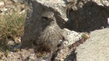 Video of Alpine Accentor - Alpine Accentor finding insects in the top of the mountain.